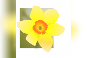 Narcis -  symbol nádeje, spolupatričnosti a pomoci